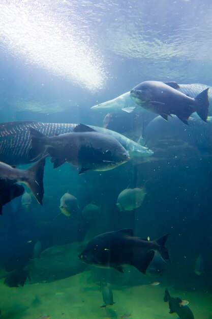 Muitas criaturas marinhas subaquáticas