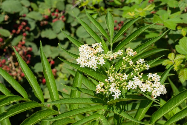 Muitas delicadas flores brancas e folhas verdes borradas da árvore Sambucus conhecida como sabugueiro ou sabugueiro ou Cuttsia em um jardim ensolarado