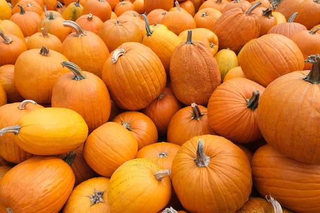 Foto muitas exposições e vendas de abóboras laranja