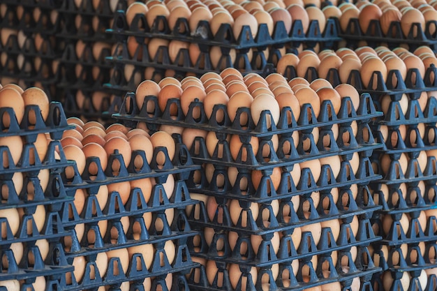 Muitas fileiras de ovos de galinha frescos em embalagens plásticas pretas para venda no mercado ao ar livre