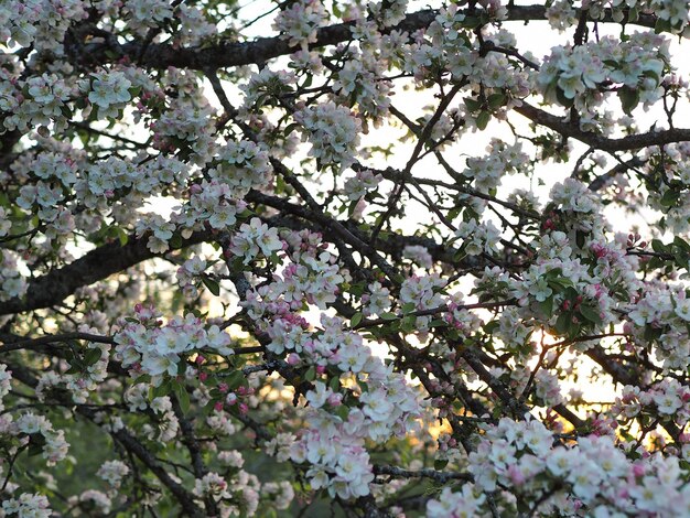 Muitas flores brancas e cor-de-rosa de uma macieira se aproximam no fundo de um pôr do sol