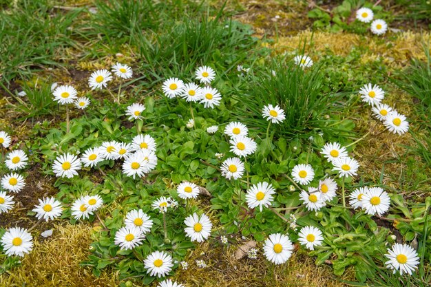 Muitas flores brancas no jardim verde primavera Camomila