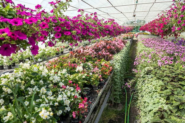 Muitas flores coloridas durante a floração sazonal em estufa