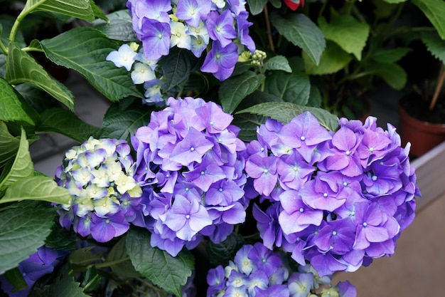 Muitas flores coloridas em floricultura