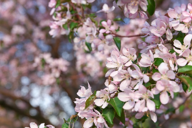 Muitas flores cor de rosa em um galho de macieira em flor em um dia ensolarado de primavera