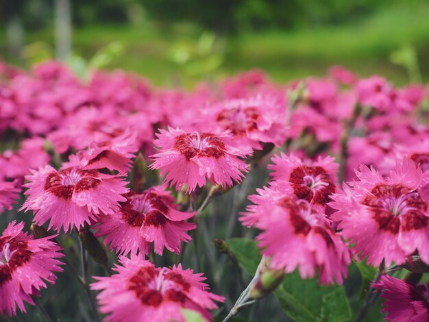 Muitas flores de cravo rosa no jardim