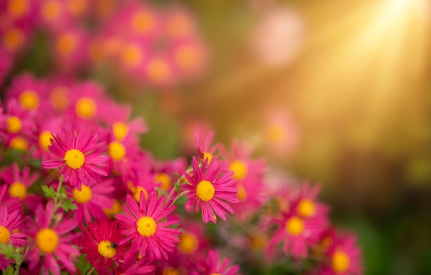 Muitas flores de crisântemo rosa fundo floral banhado pelo sol com foco seletivo