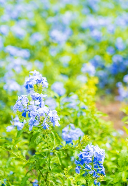 Muitas flores de hortênsia azul no jardim