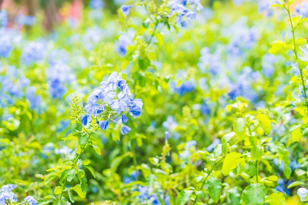 Muitas flores de hortênsia azul no jardim