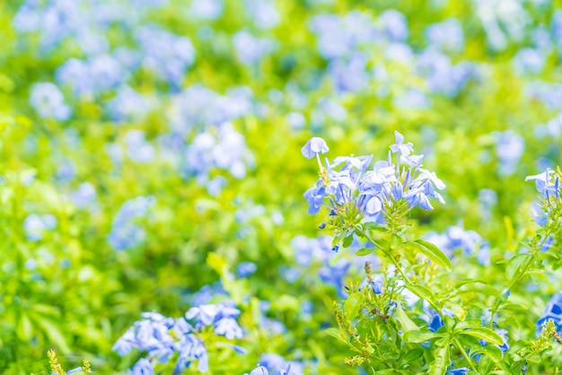 Muitas flores de hortênsia azul no jardim