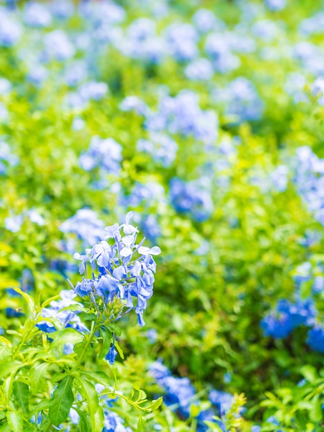 Muitas flores de hortênsia azul no jardim