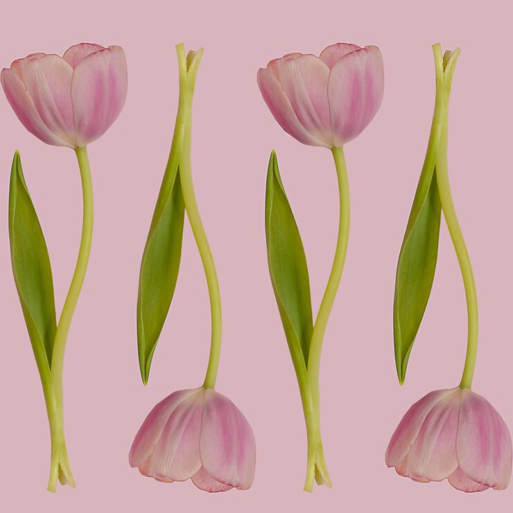 Foto muitas flores de tulipa rosa com folhas verdes padrão sem costura no fundo rosa primavera papel de parede floral de botânica de repetição ou cartão de saudação conceito de ideia de design de natureza linha de flores