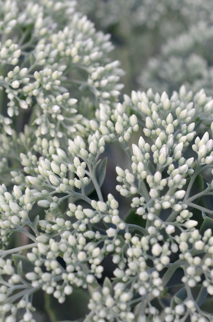 Foto muitas flores desabrocham hylotelephium telephium brancas com folhas e caules verdes