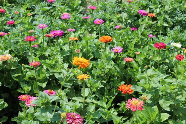 Muitas flores lindas e diferentes na cama