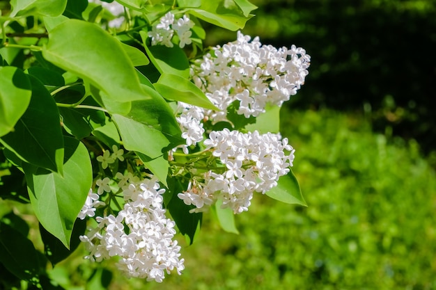 Muitas flores pequenas de lilás de verão, arbusto em plena floração no jardim ensolarado de primavera