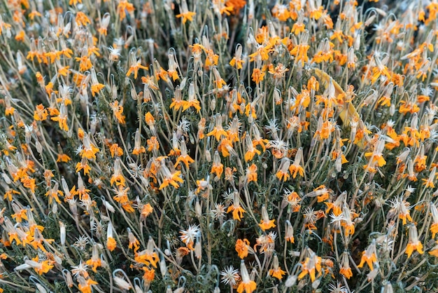 Muitas flores secas de calêndula laranja seca espaço de cópia de fundo natural Calendula officinalis