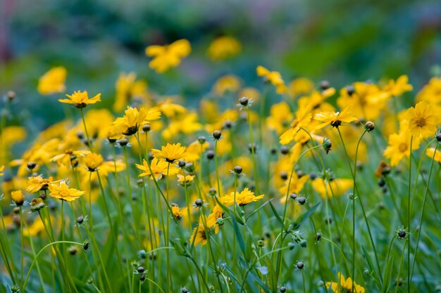 Muitas flores silvestres amarelas de verão, como margaridas em um fundo verde. Muitas flores sem folhas. O fundo está desfocado. Foco seletivo.