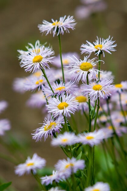 Muitas flores silvestres como margaridas em um verde borrado