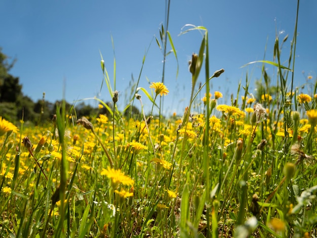 Muitas flores silvestres e dentes de leão em um dia ensolarado na Grécia
