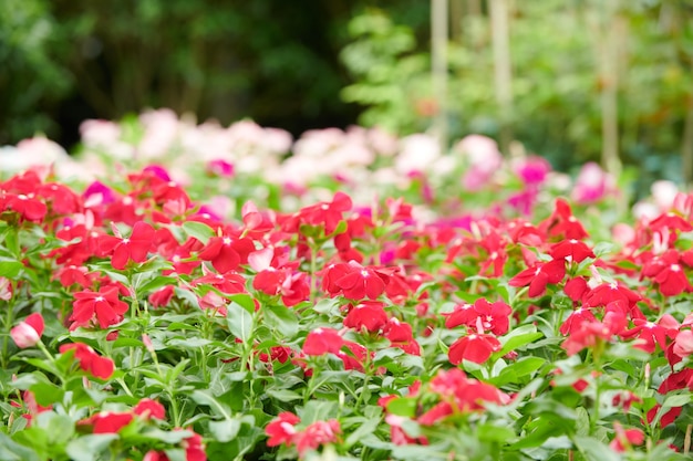 Muitas flores tropicais vermelhas crescendo em um canteiro de flores no parque da cidade