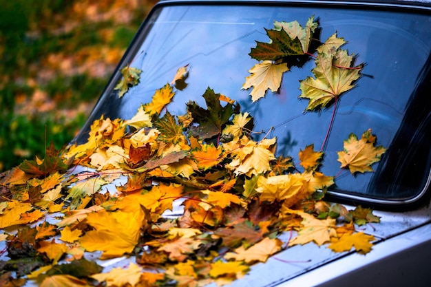 Foto muitas folhas de bordo caídas no capô do carro antigo fecham o fundo do outono com foco seletivo