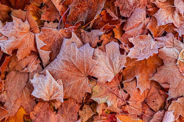 Muitas folhas de bordo caídas são cobertas com fundo frostNatural