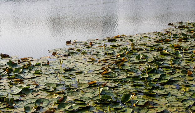 muitas folhas de lótus na lagoa