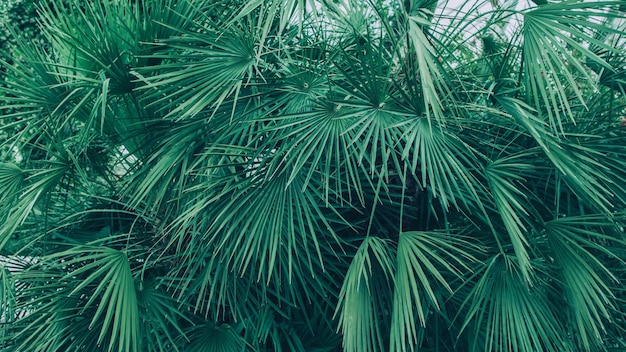 Muitas folhas verdes da palmeira tropical da família menor sabal fundo tropical natural