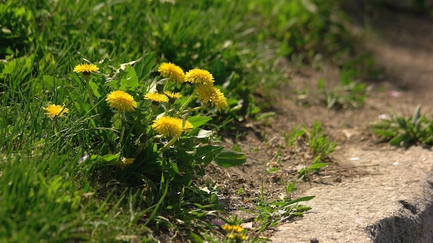 Muitas formigas correndo perto das flores de dente-de-leão no chão crescendo em grama verde em um dia de verão natur