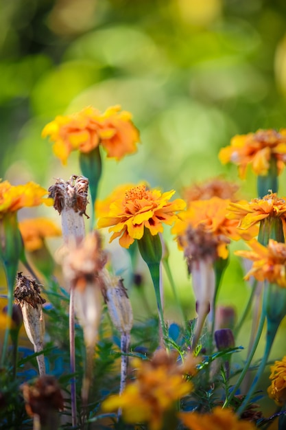 Muitas fotos de flores. colagem. foco seletivo