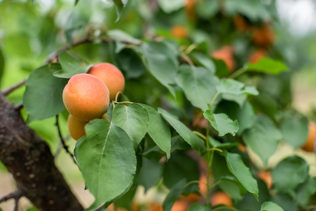 Muitas frutas de damasco em uma árvore no jardim em um dia de verão brilhante Frutas orgânicas Alimentos saudáveis Damascos maduros