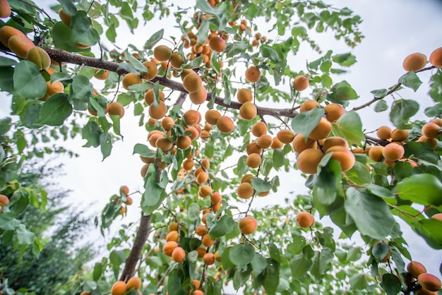 Muitas frutas de damasco em uma árvore no jardim em um dia de verão brilhante Frutas orgânicas Alimentos saudáveis Damascos maduros