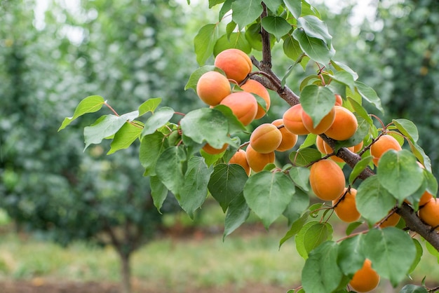 Muitas frutas de damasco em uma árvore no jardim em um dia de verão brilhante Frutas orgânicas Alimentos saudáveis Damascos maduros