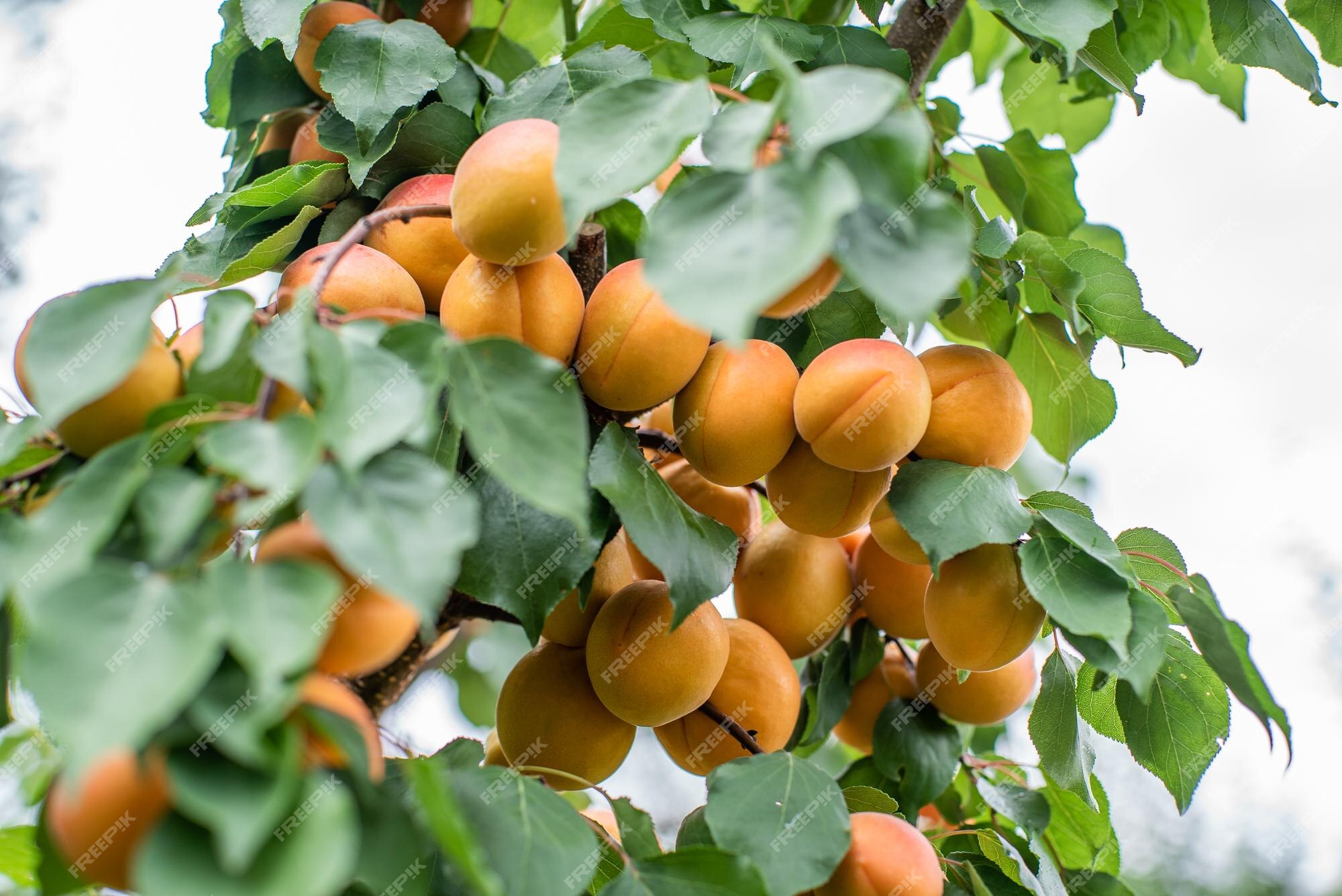 Muitas Frutas De Damasco Em Uma Árvore No Jardim Em Um Dia De Verão  Brilhante. Frutas De Damasco Maduras Pendem No Ramo Da Árvore. Frutas  Orgânicas. Comida Saudável. Damascos Maduros. Foto Royalty