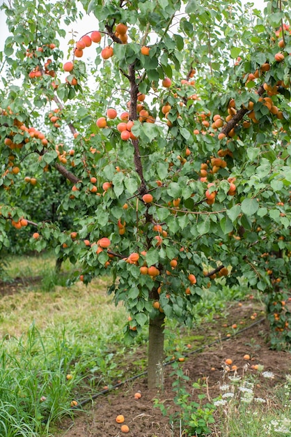 Muitas frutas de damasco em uma árvore no jardim em um dia de verão brilhante Frutas orgânicas Alimentos saudáveis Damascos maduros