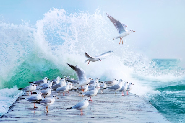 Muitas gaivotas brancas no cais durante uma tempestade