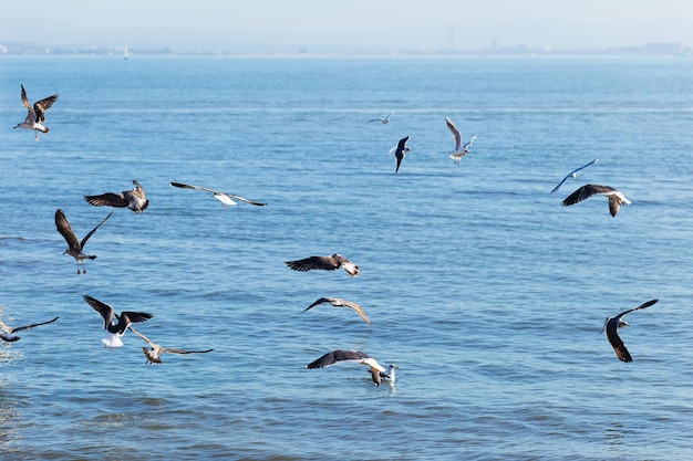 Muitas gaivotas que voam baixo sobre a vista fascinante da água da paisagem circundante