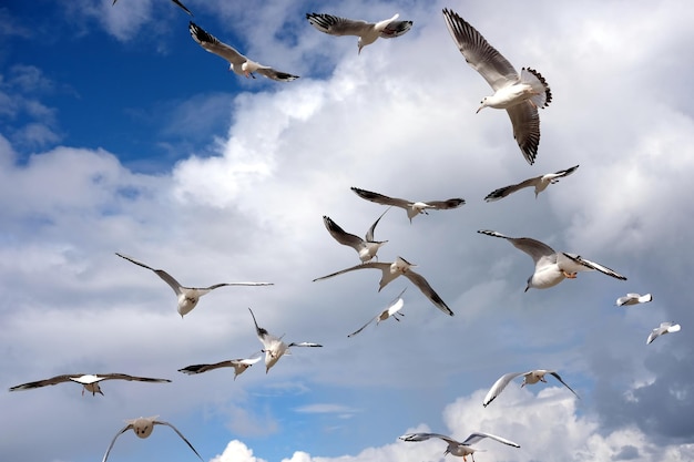 Muitas gaivotas selvagens caóticas voando no céu azul do mar com nuvens brancas vista horizontal