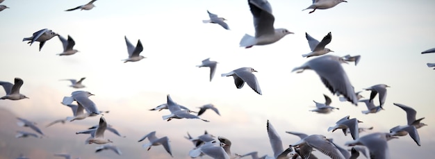 Foto muitas gaivotas voam contra o fundo do céu noturno como pano de fundo
