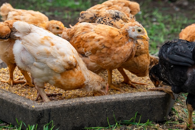 Muitas galinhas domésticas comem comida, bandos de frango