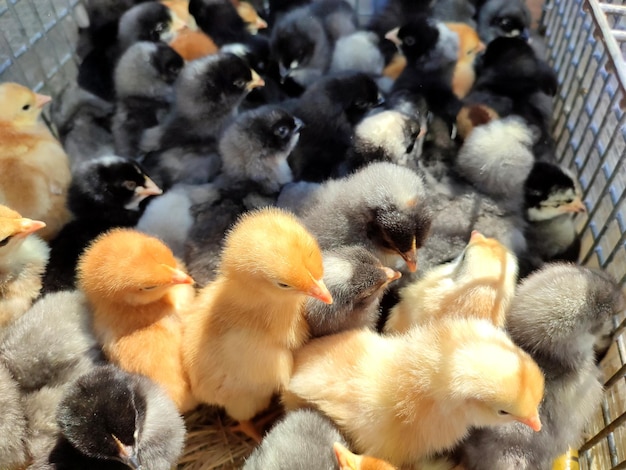 Muitas galinhas pretas amarelas e cinzentas na fazenda fecharam muitas galinhas vista superior do gado ag