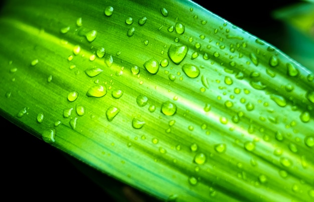 Muitas gotas de água nas folhas verdes após chover que pode fazer o conceito do frescor.