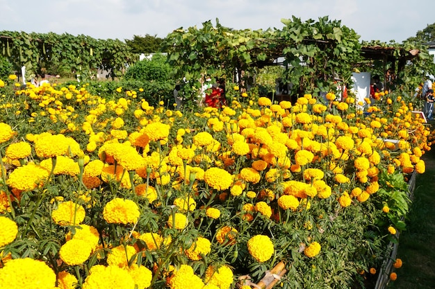 Muitas lindas flores de calêndula Tagetes erecta no jardim natural Citação motivacional inspiradora Comece sua segunda-feira com luz de manhã com flores amarelas Citação de segunda-feira