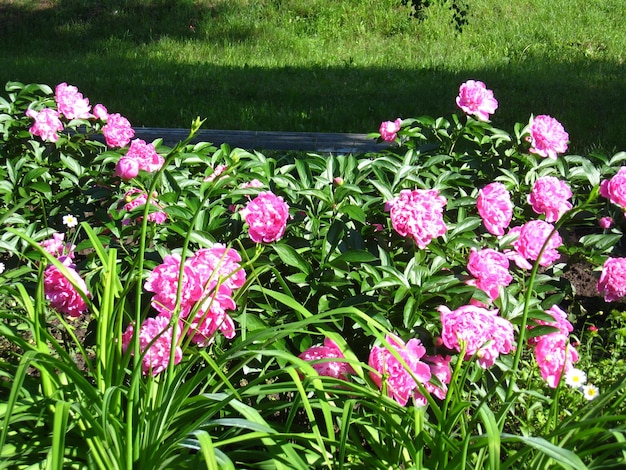 Muitas lindas flores rosa de peônia no jardim