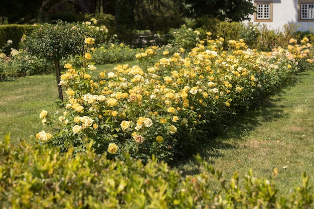 Muitas lindas rosas amarelas crescendo no jardim