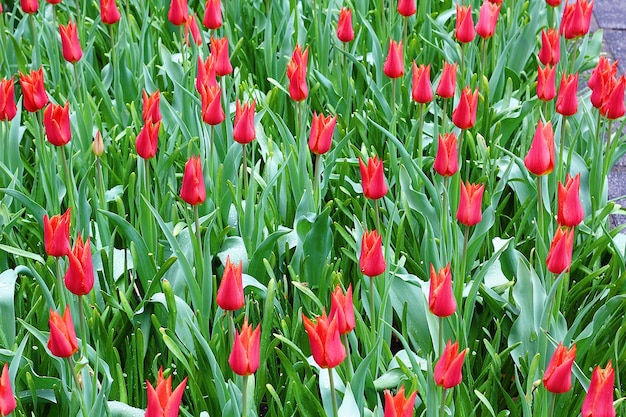 Muitas lindas tulipas no jardim.