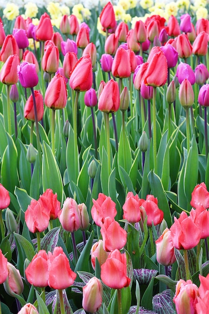 Muitas lindas tulipas no jardim.