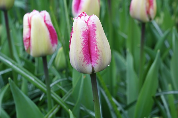 Muitas lindas tulipas no jardim.