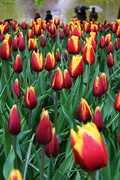 Muitas lindas tulipas no jardim.