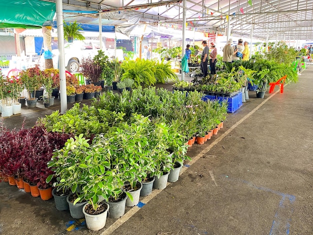 Muitas lojas de plantas à venda no mercado de fim de semana de chatuchak